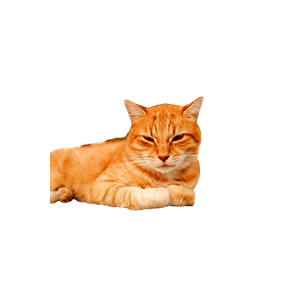 A Ginger Tabby Cat Lounges On A Stone Wall, Enjoying The Tranquility Of The Outdoors. 18534 - Cat PNG image with transparent background